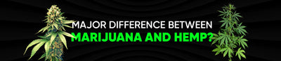 Major Difference Between Marijuana and Hemp